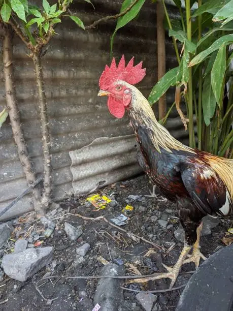 Healthy Javanese native chicken on village farm