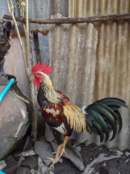 istock Javanese rooster on village farm 1435475328