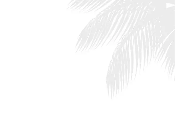 Vector illustration of Abstract background of palm leaves or coconut leaves on top.