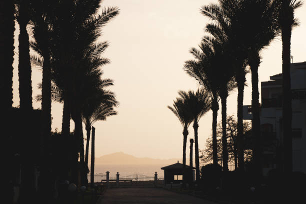palm tree in the sun at sunset against the sky in Egypt, palm tree for background