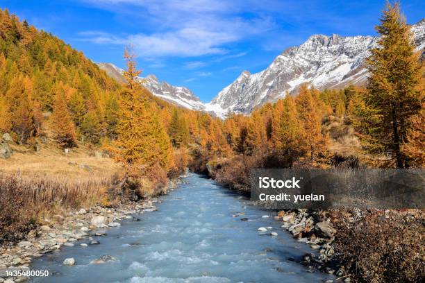 Lonza River In Lötschental Valley Surrounded By Autumnal Larch Trees With The Long Glacier Stock Photo - Download Image Now