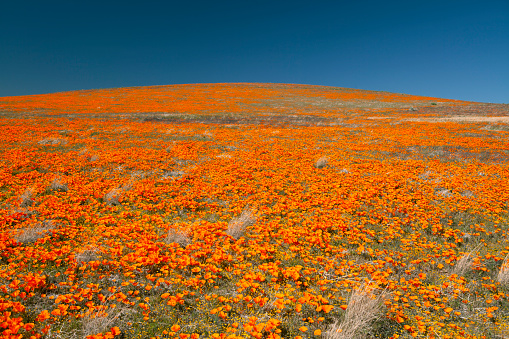 California Poppies at the Poppy Reserve in Antelope Valley California. The California Poppy is the state flower.