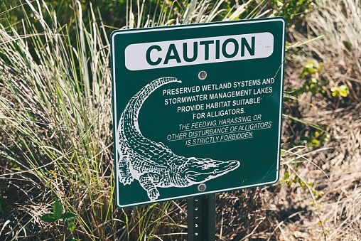 A big green caution sign with white alligator icon and information in the wetlands