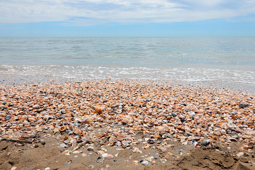 thousands of seashells shells on the beach by the sea