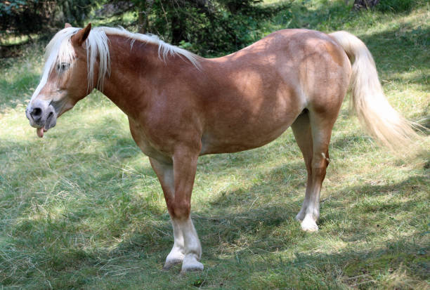 istock horse with blond hair and long tail grazing 1435484449
