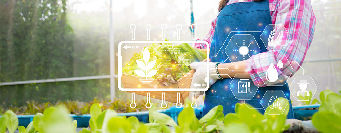 Concept of processing the cultivation of agricultural field with digital technology, Digital dashboard for monitoring plant, Woman farmer holding a basket of fresh vegetable in organic farm.