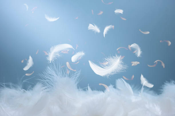 11,200개 이상의 다운 깃털 이미지 스톡 사진, 그림 및 Royalty-Free 이미지 - iStock