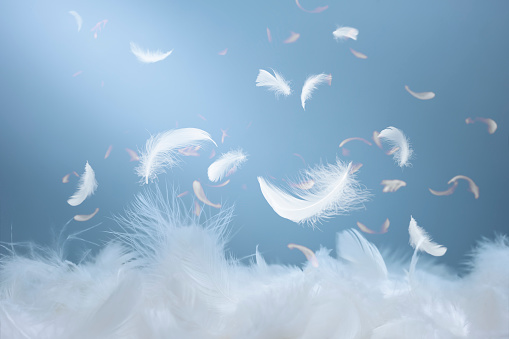 Abstract White Bird Feather Falling in The Air. Softness of Swan Feather floating.