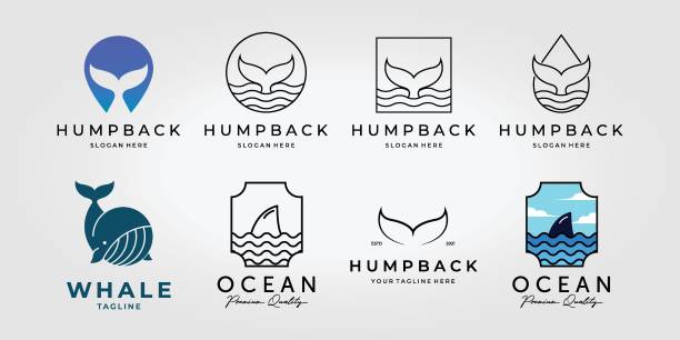 set bündel von buckelwalschwanz logo vektor, packdesign illustration des nautischen naturkonzepts - spoiler stock-grafiken, -clipart, -cartoons und -symbole