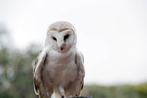 istock the barn owl has a white body with a heart shaped face 1435490205