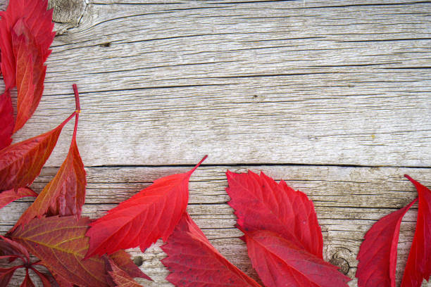Maple leaves on wooden background