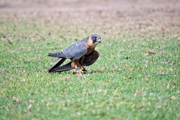 istock the Australian hobby falcon has caught a lore with food on it 1435491041