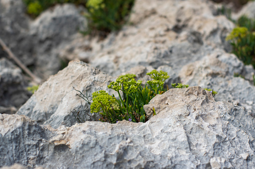 Crithmum maritimum rock samphire plant in bloom, sea fennel flowering costal aromatic edible spicy plant