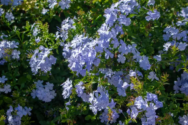 Plumbago auriculata blue flowering plant, cape leadwort five petals flowers in bloom, green leaves