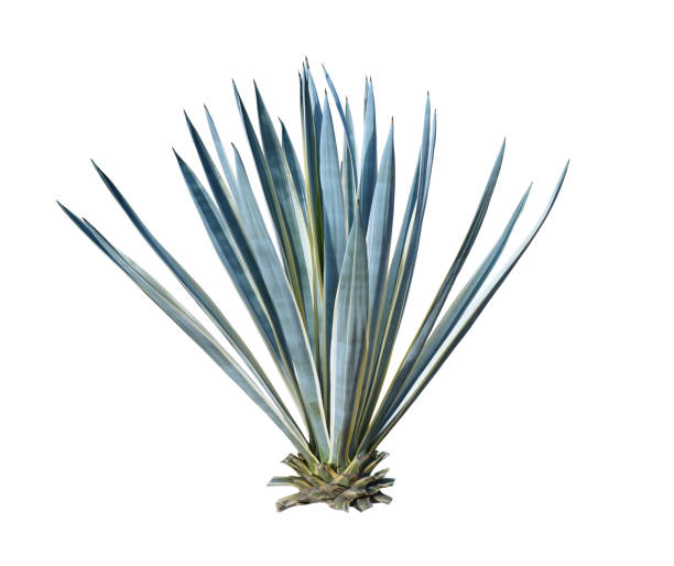 istock Agave Vivipara or Marginata Caribbean Agave isolated on white background 1435492293