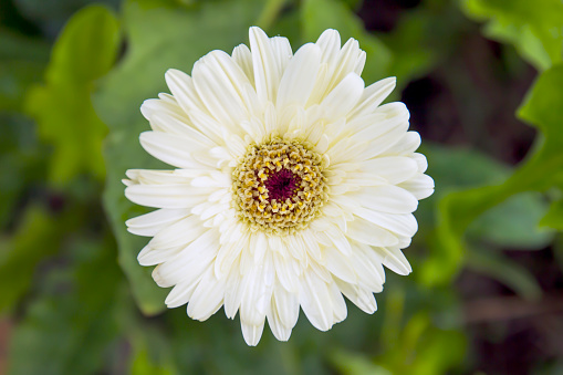 Top view white gerbera in the garden.