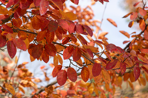 amelanchier lamarckii shadbush colorful autumnal shrub branches full of beautiful red orange yellow leaves in sunlight