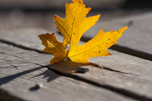 Isolated autumn leaf on white background. Clean cut out.