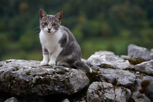Small white and gray kitten stares tensely at the approach of a human. Cat on a stone in nature