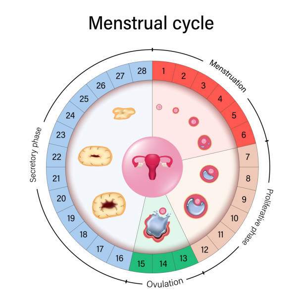 mechanismuszyklus-diagrammvektor. menstruations-, proliferative ovulations- und sekretorische phasen. follikuläre phase, eisprung und lutealphase. - menstruation stock-grafiken, -clipart, -cartoons und -symbole