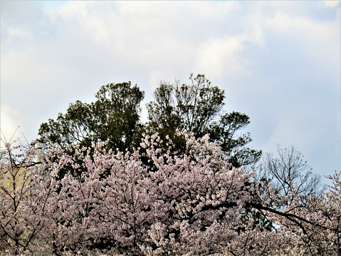 Japan. Cherry blossom.