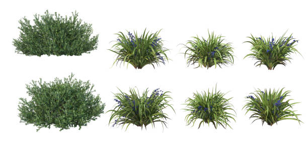 istock Shrubs and flower on a white background 1435494056
