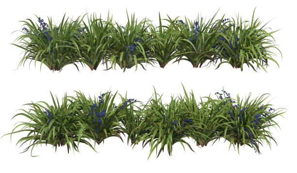 istock Shrubs and flower on a white background 1435494058