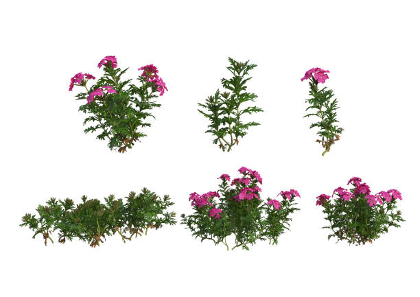 istock Shrubs and flower on a white background 1435494069