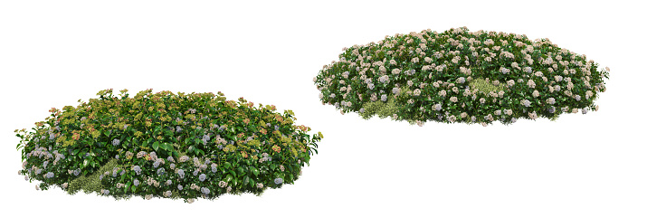 Shrubs and flower on a white background