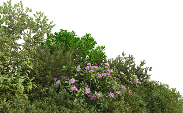 istock Shrubs and flower on a white background 1435494132