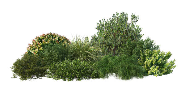 istock Shrubs and flower on a white background 1435494219