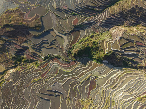 istock terraced fields in Yunnan China 1435494297