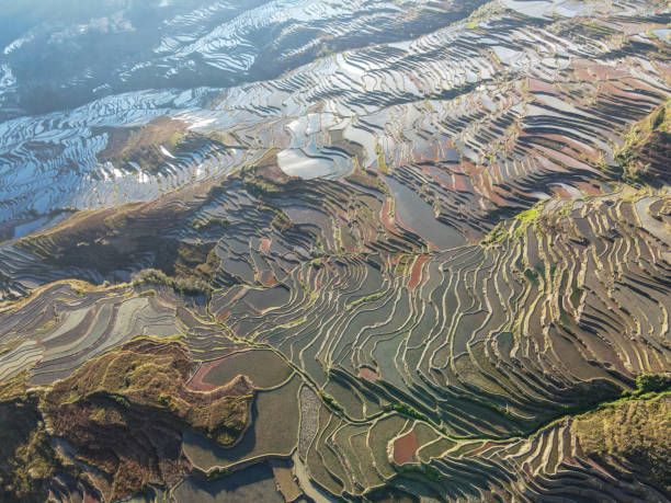 istock terraced fields in Yunnan China 1435494908