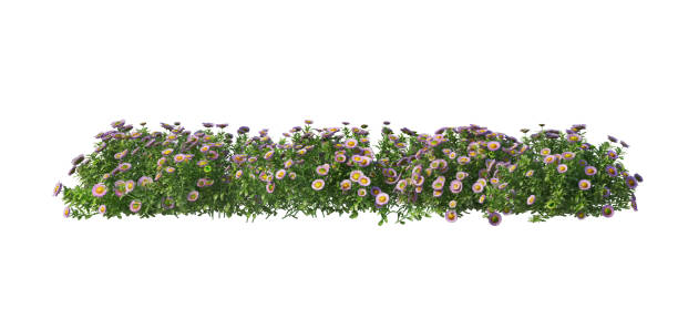 istock Shrubs and flower on a white background 1435495004