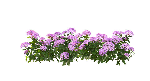 istock Shrubs and flower on a white background 1435495010