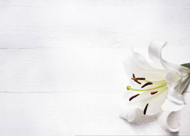 istock White lily on white wooden background 1435495401