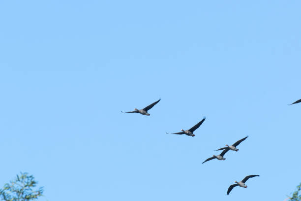 White-fronted geese flying in blue sky stock photo