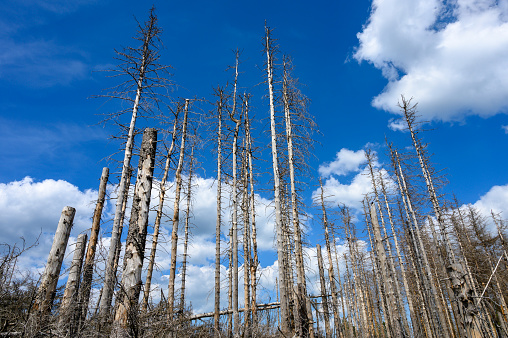 Forest damaged by drought and bark beetle