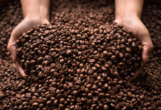 istock Coffee beans on woman hands with sun light 1435497009