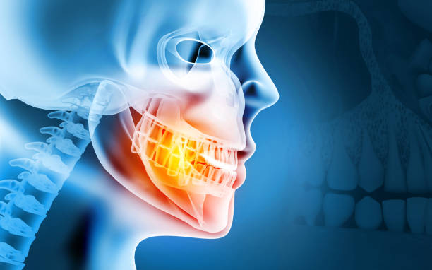 Anatomy of Maxilla and Mandible dental structure. 3d illustration stock photo