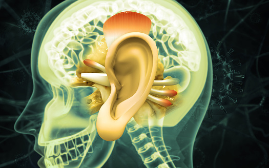 Human ear anatomy. Ears inner structure, organ of hearing 3d illustration