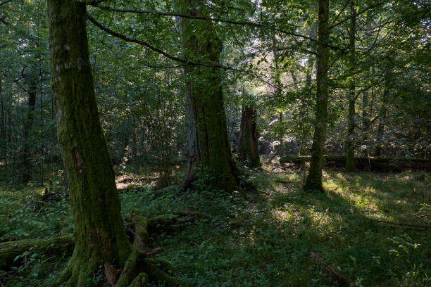 istock Deciduous stand with hornbeams and oaks 1435499881