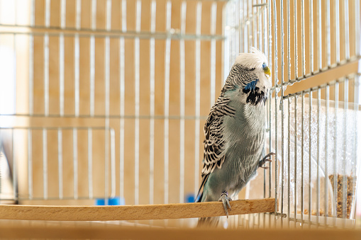 Portrait of a blue, male baby budgie,