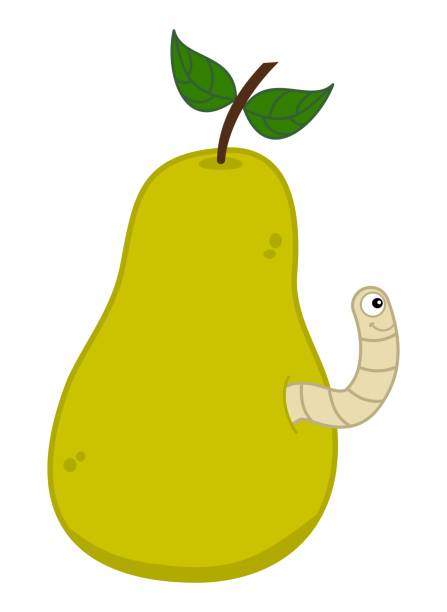 ilustrações, clipart, desenhos animados e ícones de verme branco sorridente saindo de uma pera amarela suculenta - vetor - rotting pear fruit food