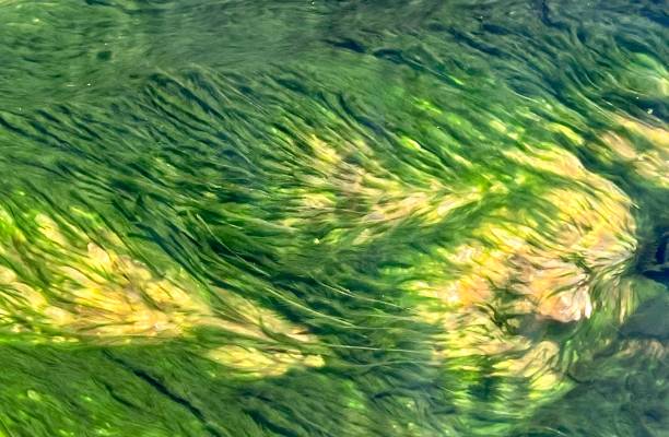 Green algae in hot springs stock photo