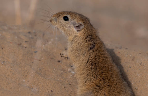 closeup of mouse in desert, The Indian desert jird or Indian desert gerbil is a species of jird found mainly in the Thar Desert in India. Jirds are closely related to gerbils