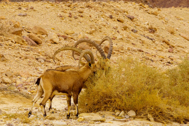 istock Nubian Ibex in the Arava desert valley 1435503427