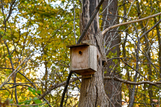 istock bird house on tree trunk in forest 1435504085