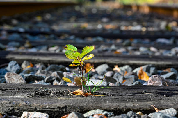 small plant growing on sleeper on railway bank Kumla october 10 2022