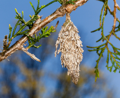 Macro image of bagworm hanging from the branch of pine tree
